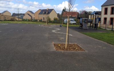 La Sagesse : Plantation de 2 arbres dans la cour